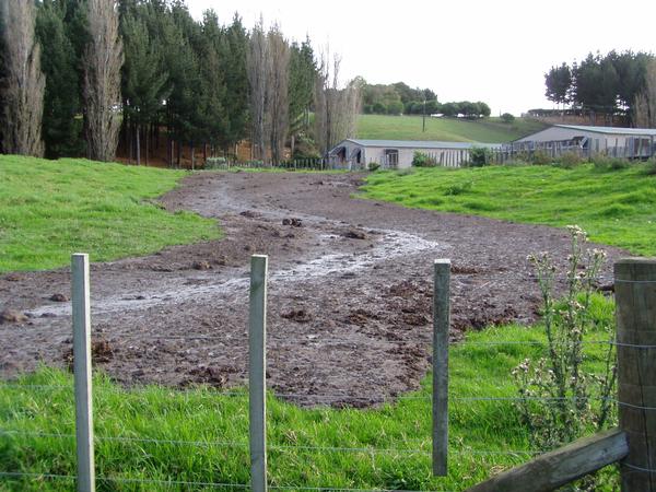 Chicken effluent running from the Buckland Rd property towards the Tutaenui stream